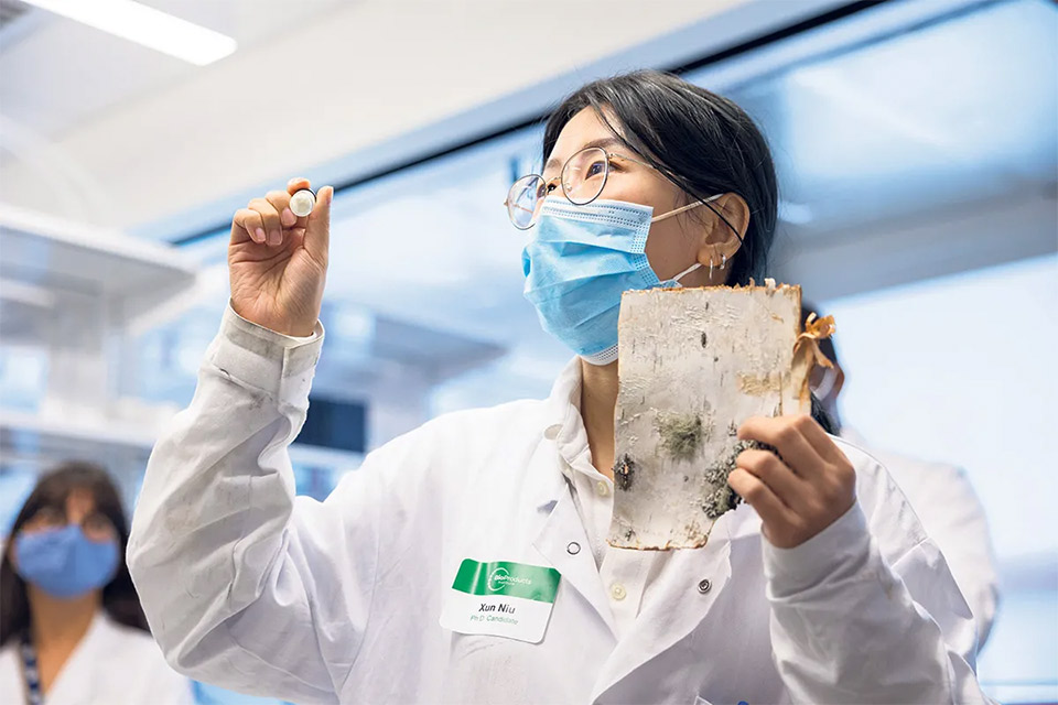 Student showing extractives of birch bark.