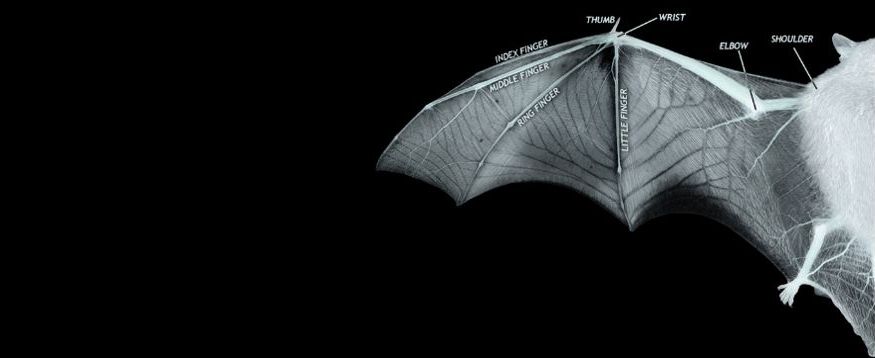 bat wing