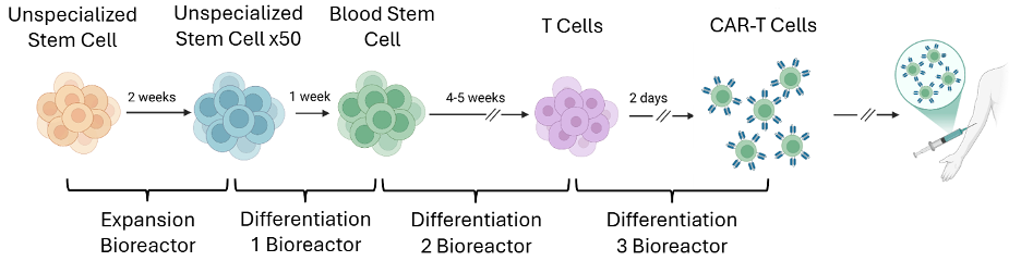 Process diagram of stem cell expansion and multi-step differentiation into CAR‑T cells, illustrating progression through bioreactors over several weeks.