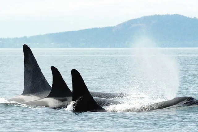 web1_southern-resident-whales_20240913161319.jpg