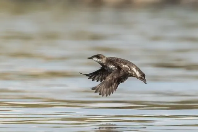 bird-habitat-proposal-20230723.jpg