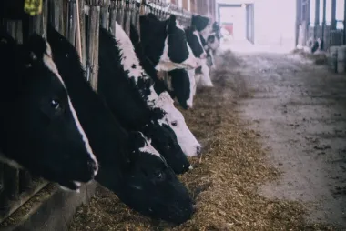 Cattle