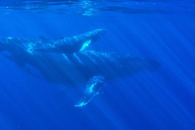 Whales underwater
