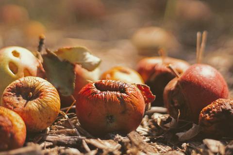 Decomposing fruit