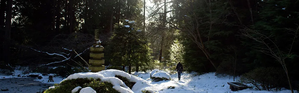 Person walking in snowy sunlit forest