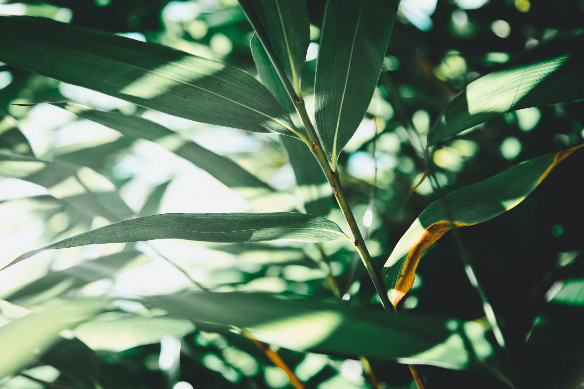 close up view of leaves